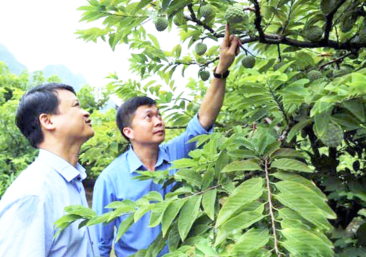 Na đang là cây trồng chủ lực, xóa đói giảm nghèo, làm giàu cho người dân Chi Lăng &lpar;Ảnh: Chí Dũng&rpar;.