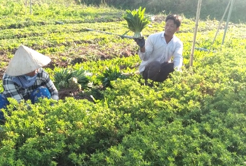 Thu hoạch ngò gai ở HTX sản xuất dịch vụ nông nghiệp Kênh 10.