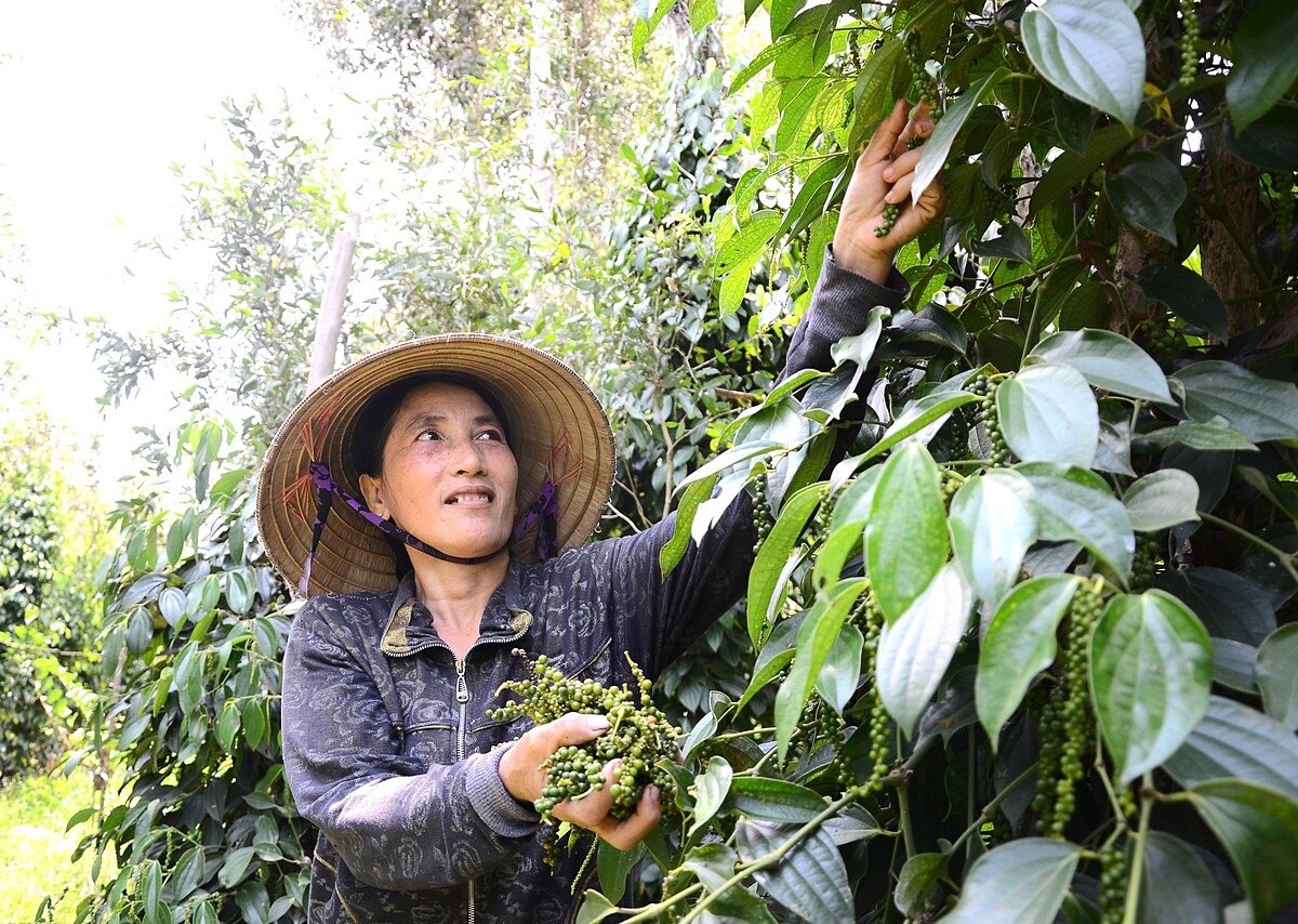 Giá tiêu được dự báo sẽ tiếp tục tăng trong tháng 5 này.