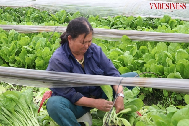 Nhiều sản phẩm của HTX Ba Chữ đã đạt được các chứng nhận VietGAP và OCOP 3 sao.