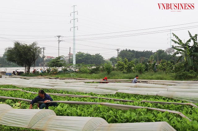 Mô hình trồng rau sạch tiên tiến của HTX Ba Chữ .