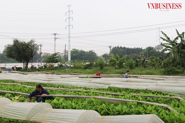 Mô hình trồng rau sạch tiên tiến của HTX Ba Chữ .