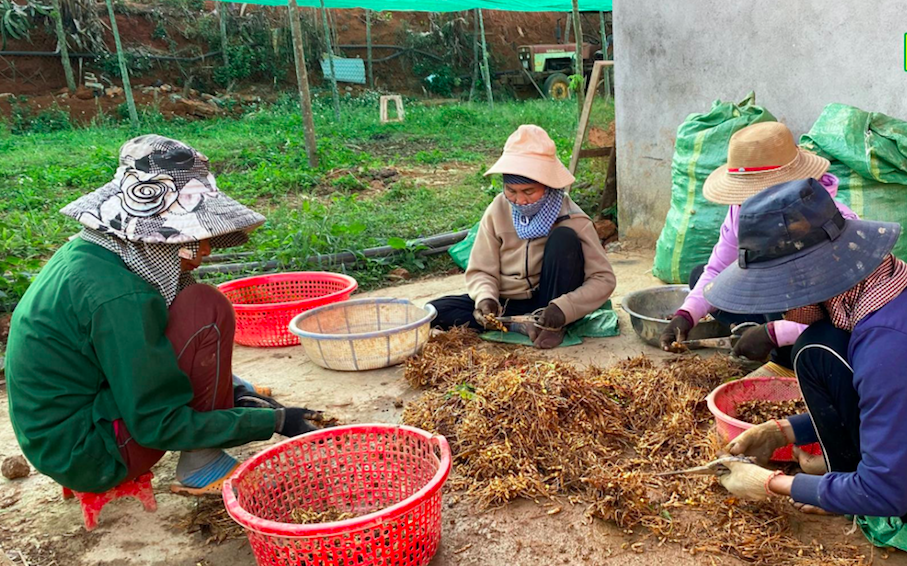 Nghệ bọ cạp là loại cây mang lại hiệu quả kinh tế cao, giúp nhiều hộ nông dân ở Đắk Ha dần thoát nghèo.