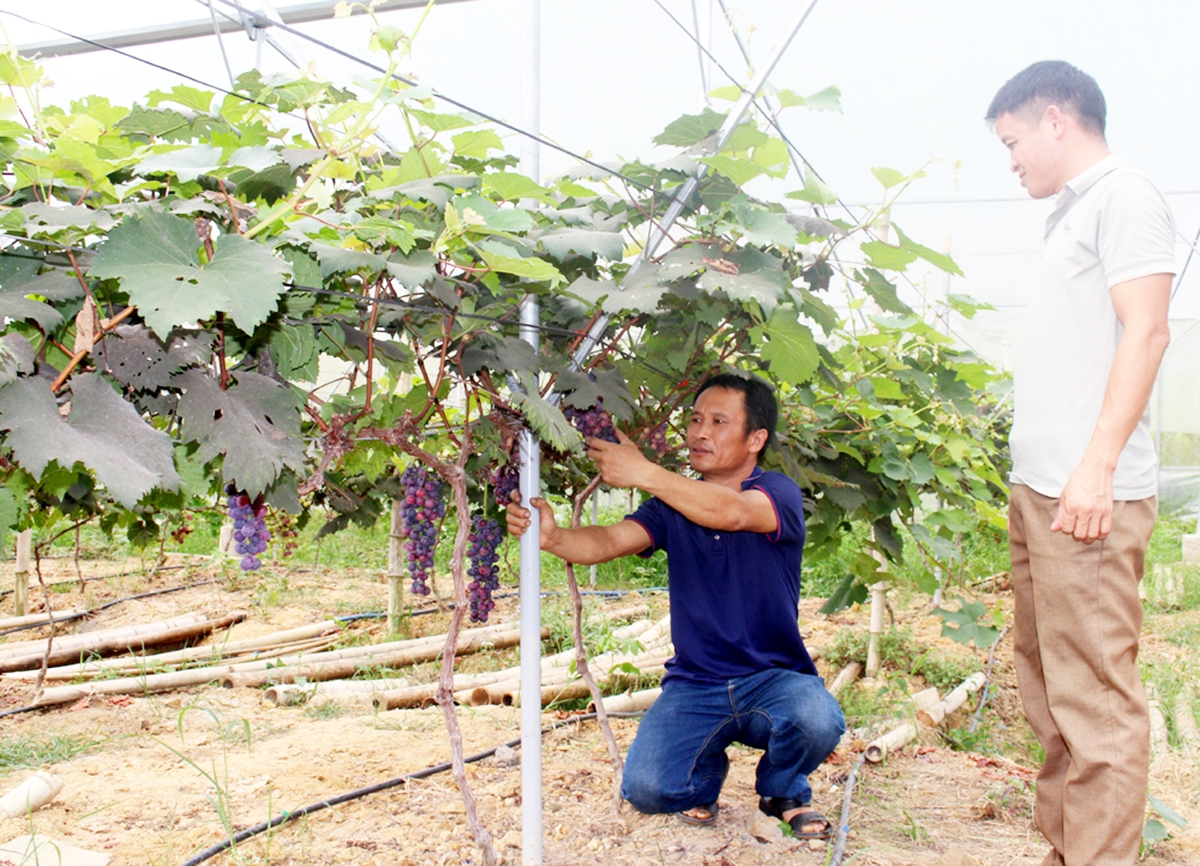 Mô hình trồng nho chất lượng cao của anh Trần Văn Tầng , người dân tộc Sán Dìu &lpar;Ảnh: BBG&rpar;.