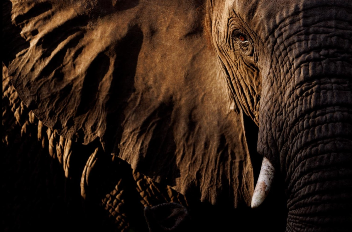 Mẫu hệ. Ảnh Peter Lindel