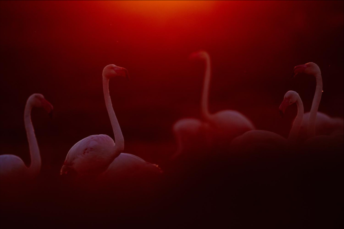 Bật đèn. Ảnh Flurin Leugger