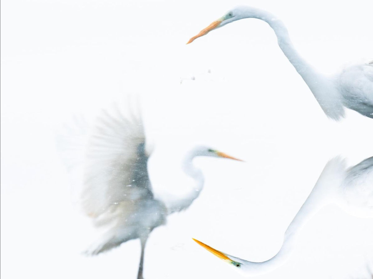 Phản xạ. Ảnh Sandra Westermann