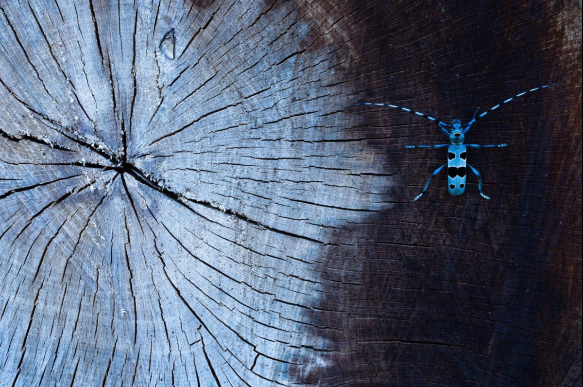 Màu trong bóng tối. Ảnh Daniela Graf