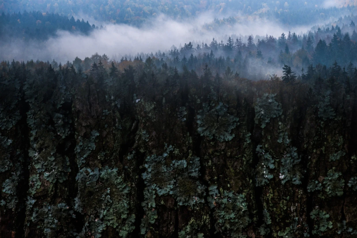 Vượt ra. Ảnh Dominik Janoschka