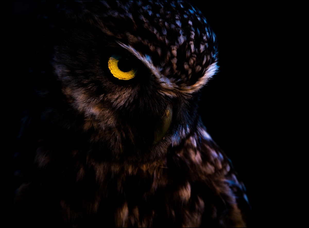 Màu vàng. Ảnh Karsten Mosebach