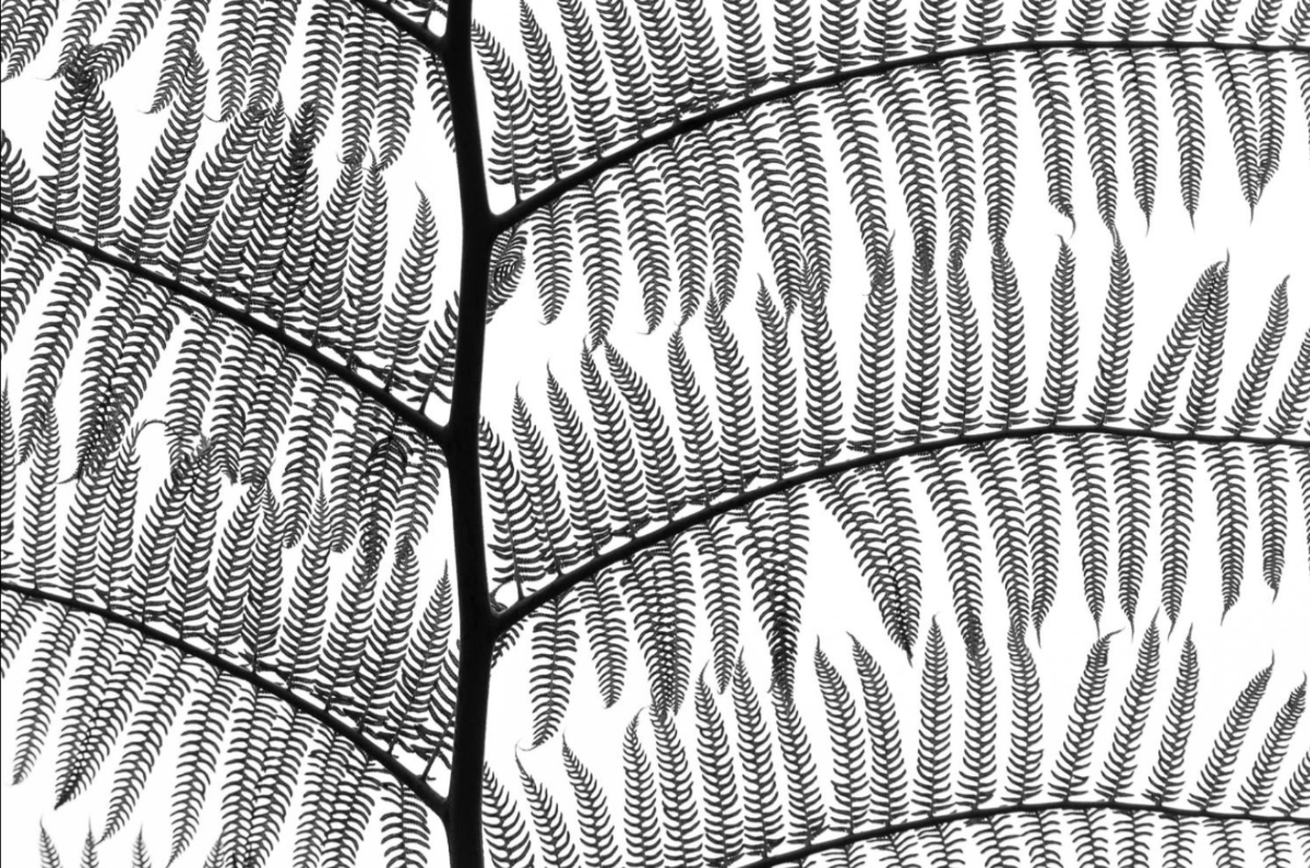 Dương xỉ. Ảnh Romeo Cotrus