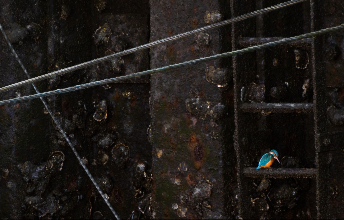 Cảng Idyll. Ảnh Jan Lessmann