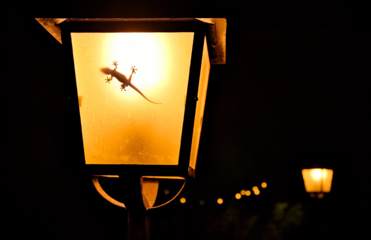Đèn lồng tắc kè. Ảnh Anton Trexler