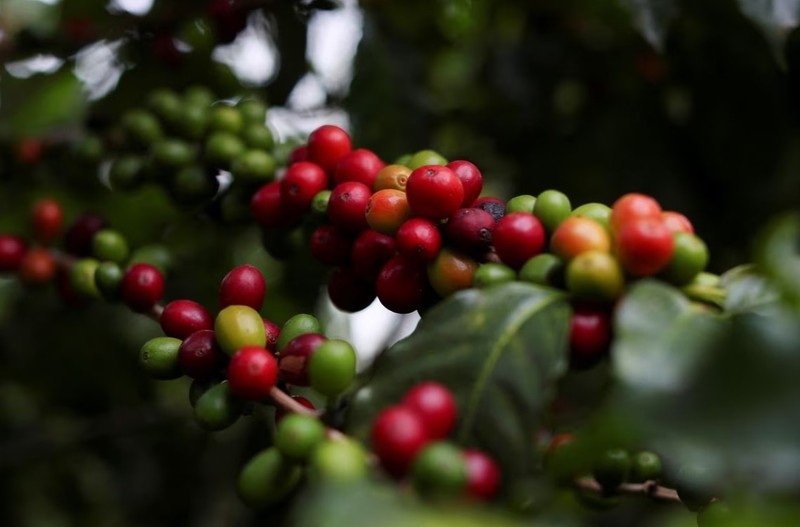 Dự báo mức tăng giá cà phê Robusta trong ngắn hạn sẽ không quá đột biến.