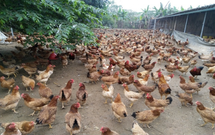 Xã miền núi Tiên Lương đã hình thành các mô hình chăn nuôi gà mang lại hiệu quả cao.