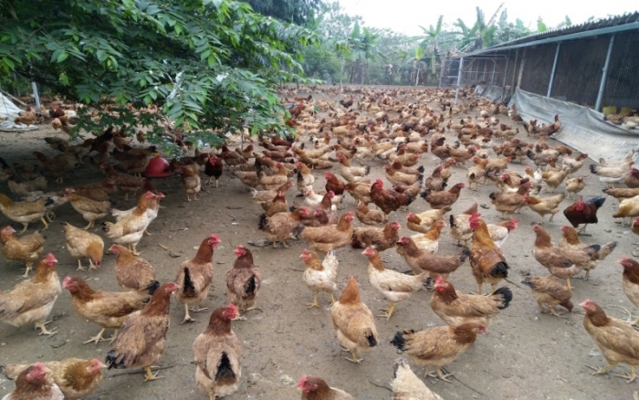 Xã miền núi Tiên Lương đã hình thành các mô hình chăn nuôi gà mang lại hiệu quả cao.