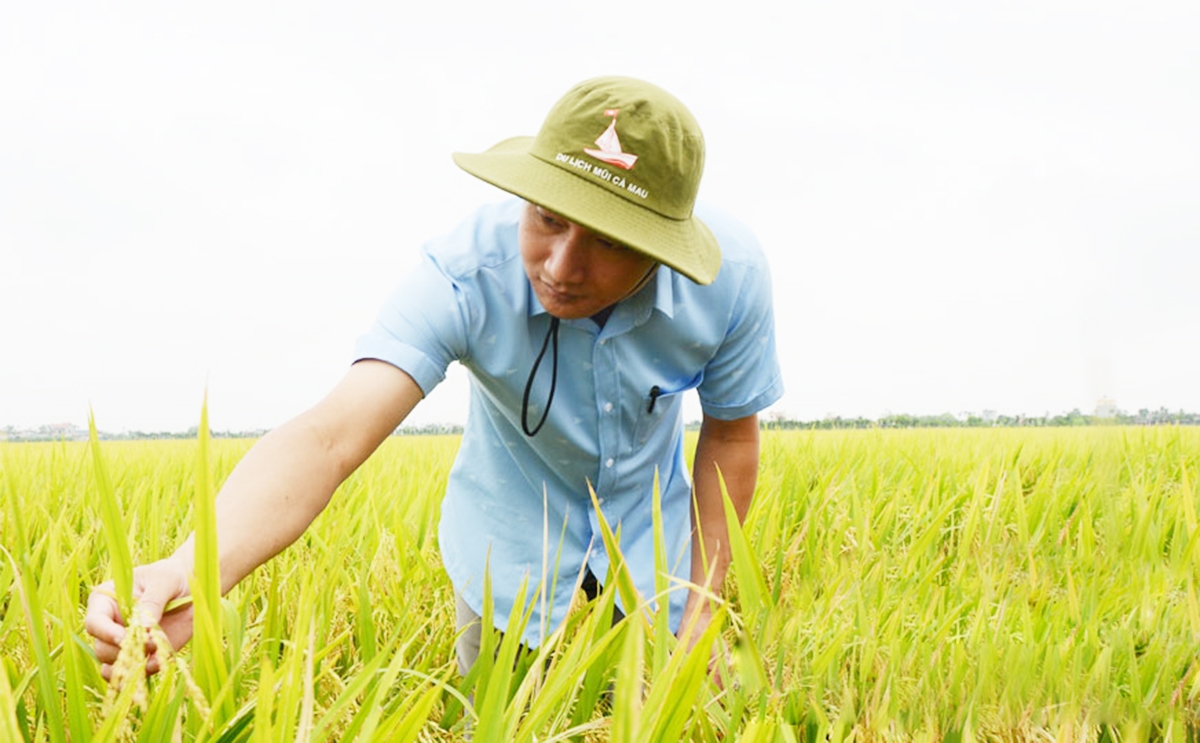 Hàng loạt HTX ra đời đã và đang góp phần đưa thương hiệu gạo chất lượng cao tỉnh Nam Định đi xa hơn.