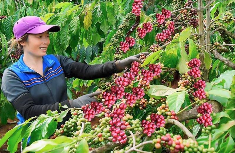 Sản xuất quy mô lớn, tạo ra sản phẩm có truy xuất nguồn gốc, có các chứng nhận tiêu chuẩn về chất lượng.