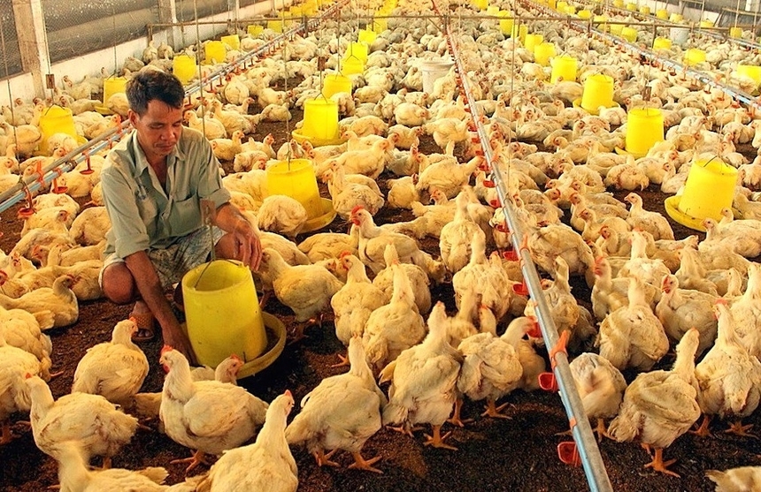 Thống kê chưa đầy đủ của VIPA, mỗi tháng có hàng chục ngàn tấn gà sống đẻ thải loại được nhập lậu qua biên giới vào nước ta khiến chăn nuôi trong nước lâm vào tình cảnh thua lỗ.
