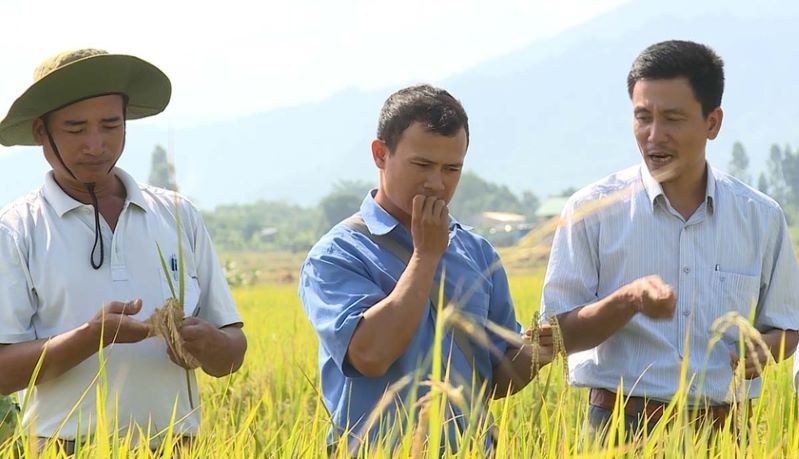 Khuyến khích người dân liên kết sản xuất, tiêu thụ sản phẩm với các HTX để đảm bảo lợi ích hai bên &lpar;Ảnh: BGL&rpar;