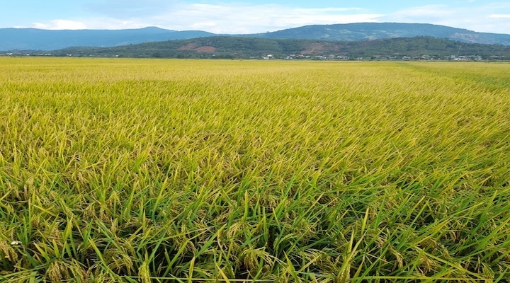 Diện tích lúa của các thành viên đã lên con số 400 ha, ngoài ra còn mở rộng vùng liên kết sản xuất thêm 400 ha của các thành viên ngoài HTX