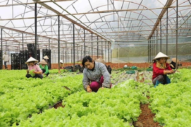 Các HTX ứng dụng CNC đã gặt hái được những kết quả nhất định và được thị trường đón nhận.