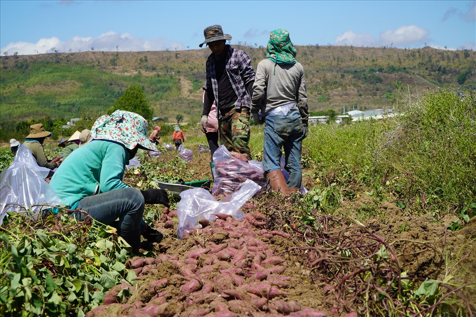 Chi cục Trồng trọt và Bảo vệ thực vật tỉnh Đắk Lắk đã vận động người dân thành lập các HTX, tổ hợp tác để xây dựng vùng nguyên liệu lớn.