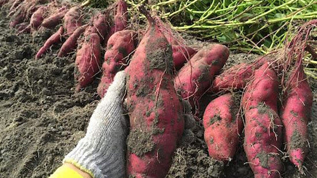 Giá khoai lang tăng cao nhất từ trước đến nay đã giúp một số hộ ở Đắk Nuê có thu nhập tiền tỷ. (Ảnh: Int)