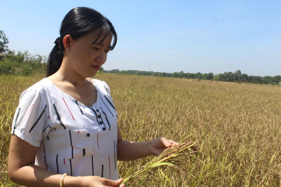 Tham gia trồng lúa hữu cơ cùng HTX Dịch vụ Thương mại Nông nghiệp Cây Trôm giúp nông dân xã Hưng Điền A tăng lợi nhuận.