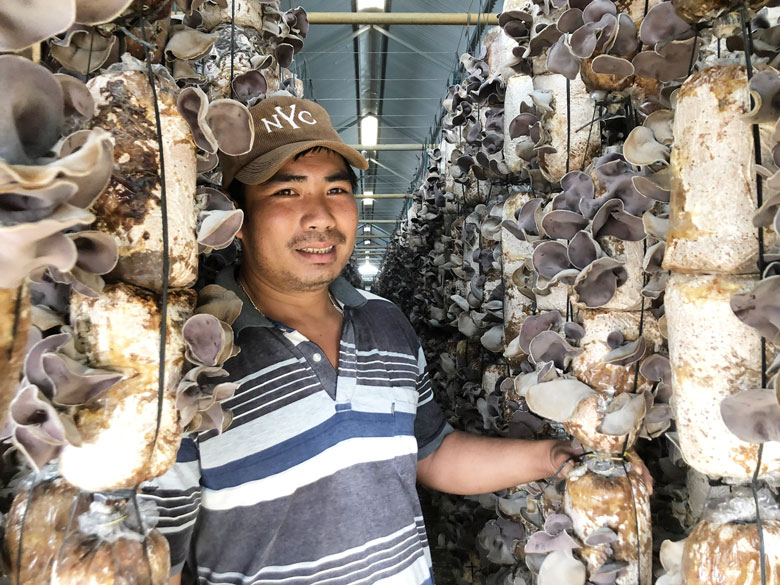 Nấm mèo đang là cây trồng mang lại thu nhập ổn định cho người dân.