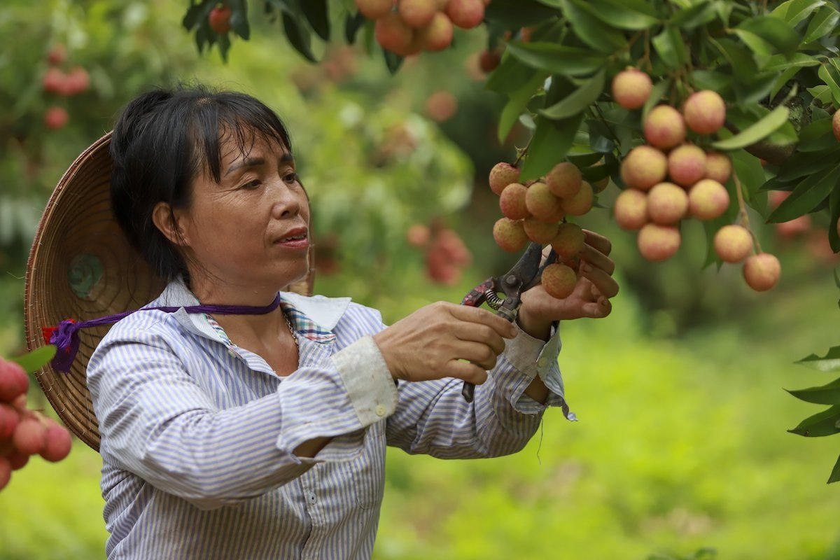 Nhiều tín hiệu khả quan về thị trường khi chuẩn bị vào vụ vải thiều 2023.