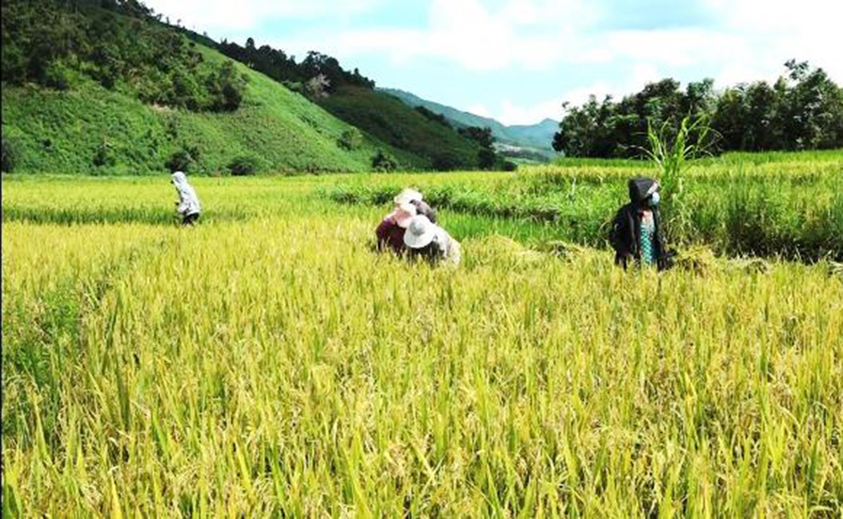Mô hình trồng lúa hữu cơ theo hướng hàng hóa ở Kon Rẫy đang cho hiệu quả cao.