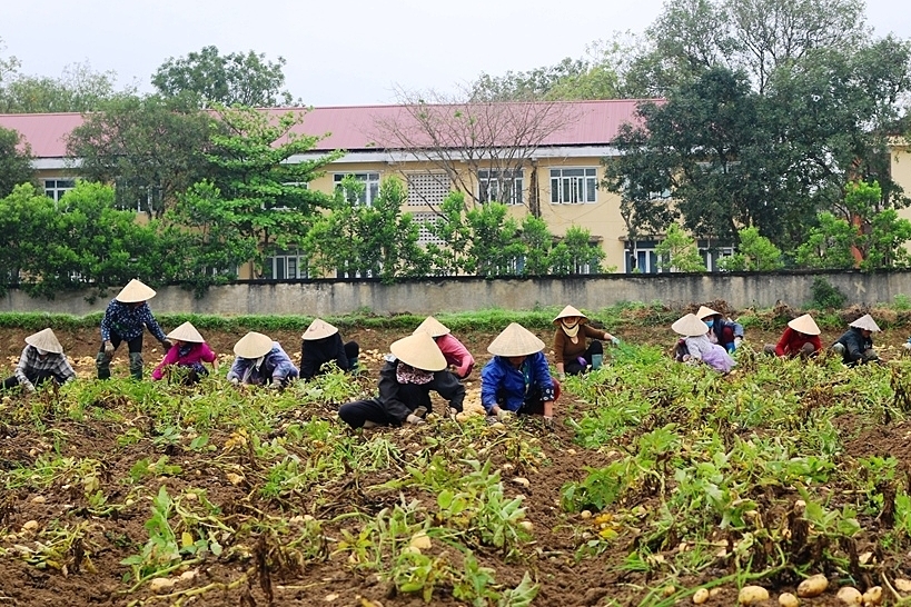 Thành viên các HTX đang thu hoạch khoai tây trên cánh đồng thôn Kim Sơn, xã Hoằng Tiến (Hoằng Hoá).