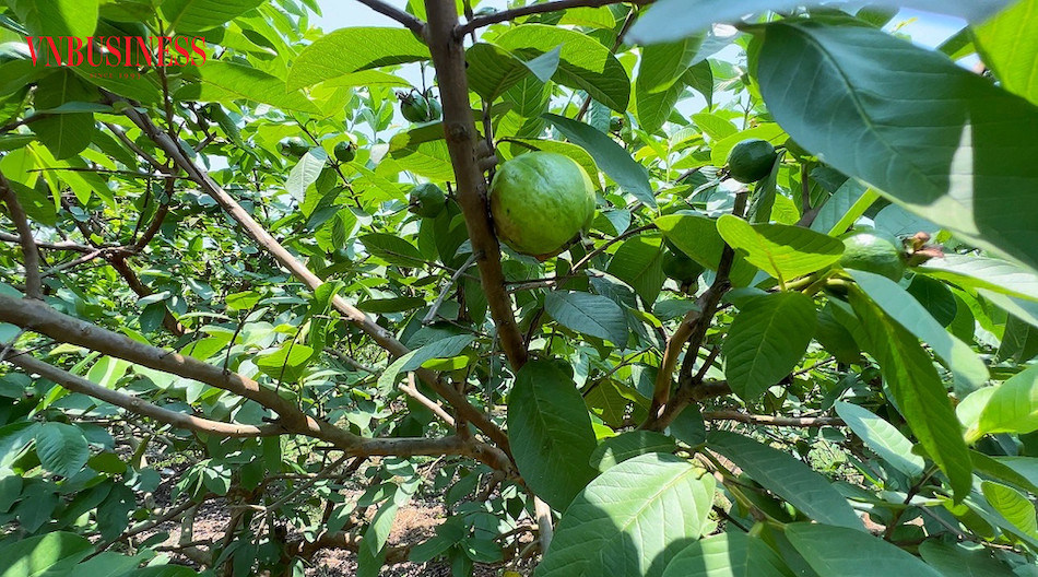 Quả ổi Di Trạch được đánh giá rất ngon, đạt chất lượng, đem lại hiệu quả kinh tế cao, giá trị sản xuất trên mỗi ha tăng gấp 3, 4 lần so với trồng lúa.