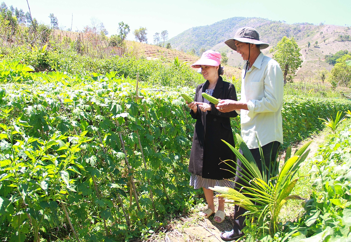 Các HTX đang đóng góp tích cực vào quá trình xóa đói, giảm nghèo ở Kon Rẫy.