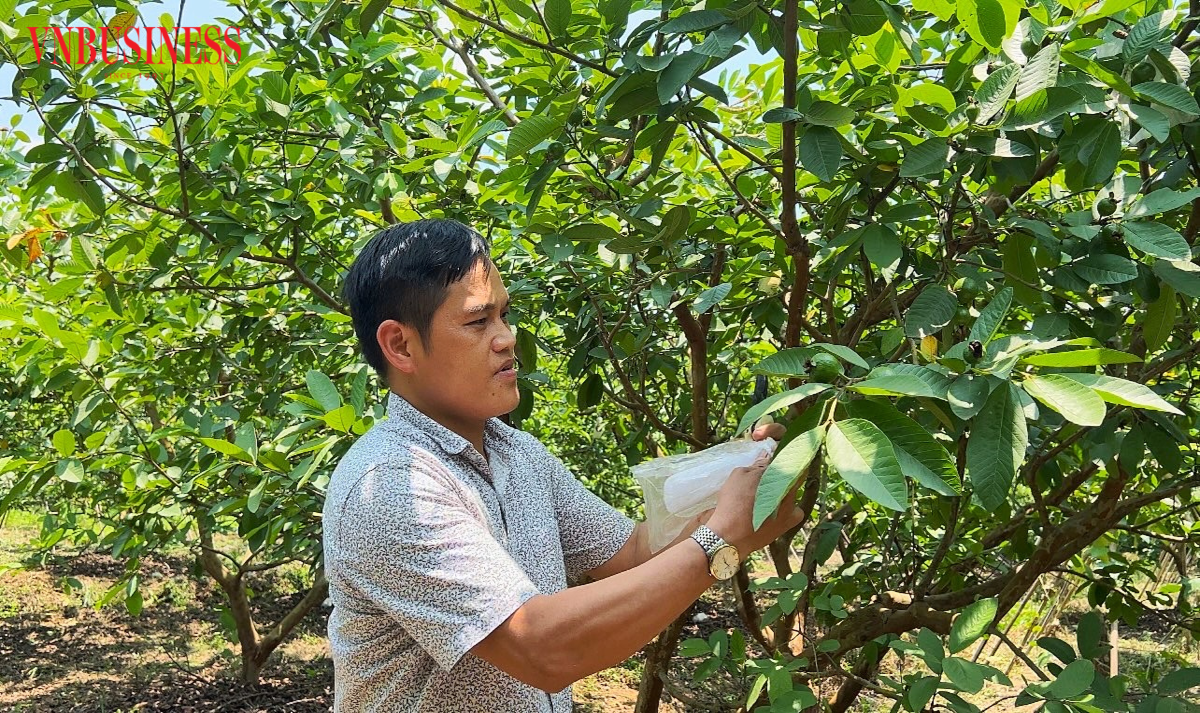 Anh Nguyễn Hữu Quang, Giám đốc HTX Dịch vụ Di Trạch, Hoài Đức &lpar;Hà Nội&rpar; đang bọc nilon cho ổi bắt đầu kết trái để tránh sâu bệnh.