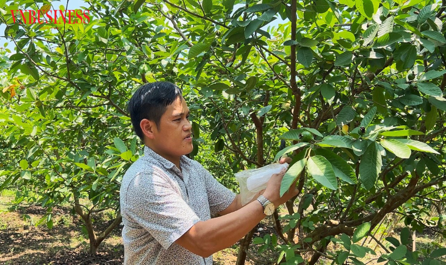 Anh Nguyễn Hữu Quang, Giám đốc HTX Dịch vụ Di Trạch, Hoài Đức &lpar;Hà Nội&rpar; đang bọc nilon cho ổi bắt đầu kết trái để tránh sâu bệnh.