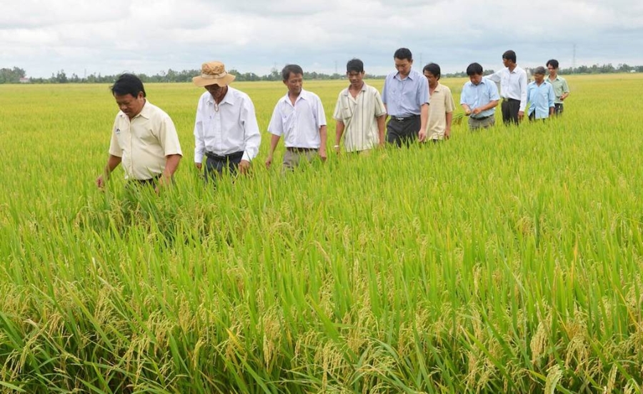 Cùng với tham gia của đông đảo nông dân là đồng bào Phật giáo đã giúp HTX Vĩnh Cường hoạt động ngày càng hiệu quả, đi đầu trong phát triển kinh tế hợp tác ở Bạc Liêu.