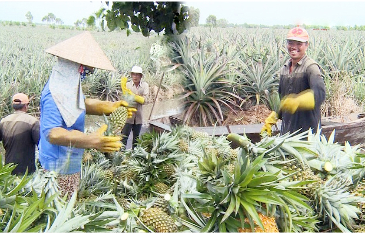 Khóm đang là một trong những cây trồng chủ lực ở Tân Phước.