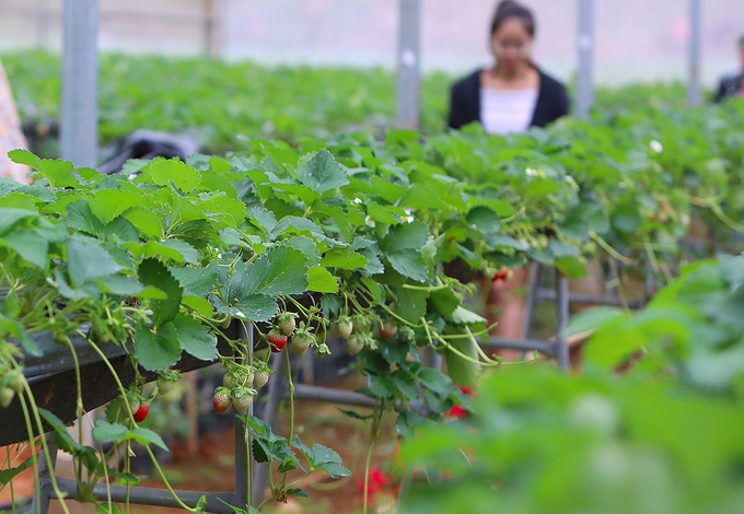 Dâu tây Mộc Châu đang gặp nhiều khó khăn trước sự xuất hiện của dâu tây Trung Quốc.