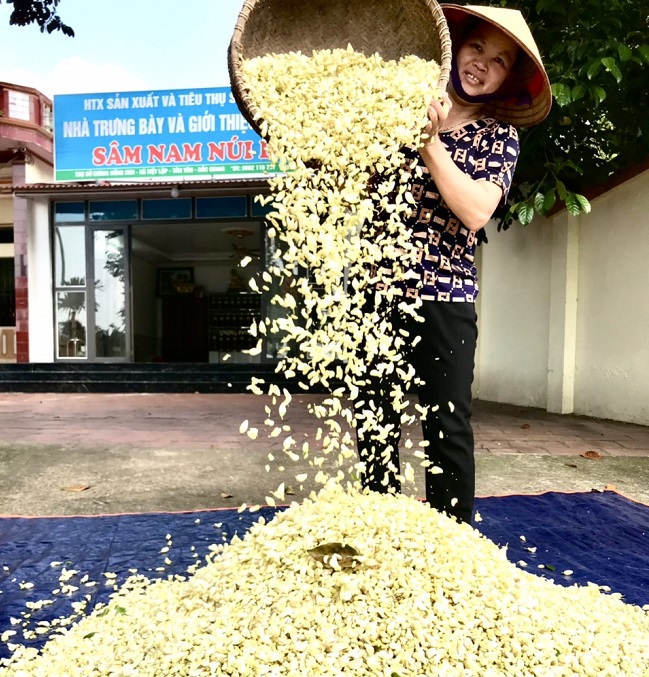 Thành viên HTX sản xuất và tiêu thụ sâm Nam núi Dành chế biến sâm.