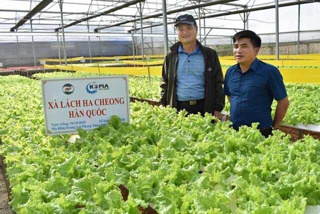 Xà lách Ha Cheong Hàn Quốc trồng theo phương pháp thủy canh.