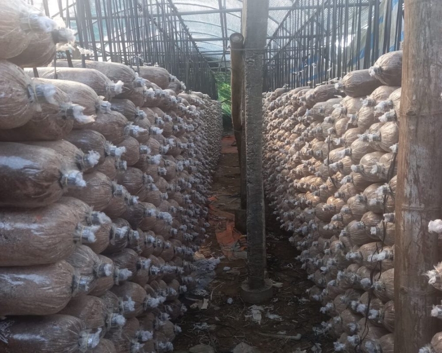 Mô hình trồng nấm, sản xuất ra sản phẩm OCOP của HTX nấm