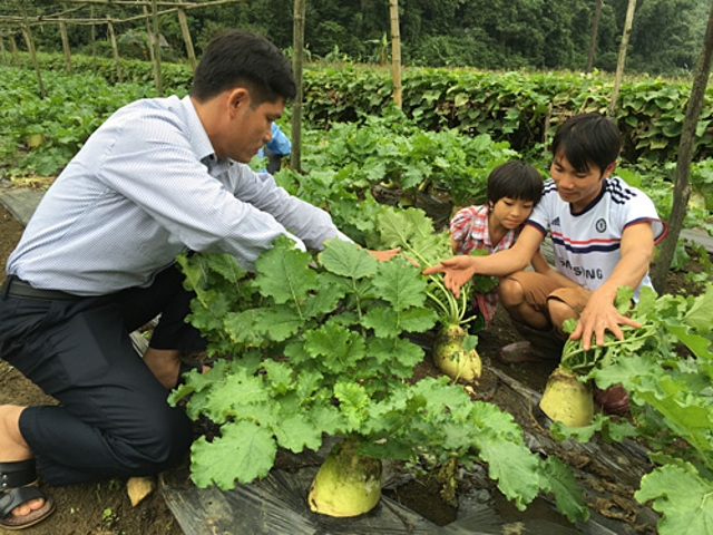 Người dân Tân Lạc (Hòa Bình) trồng củ cải Hàn Quốc.