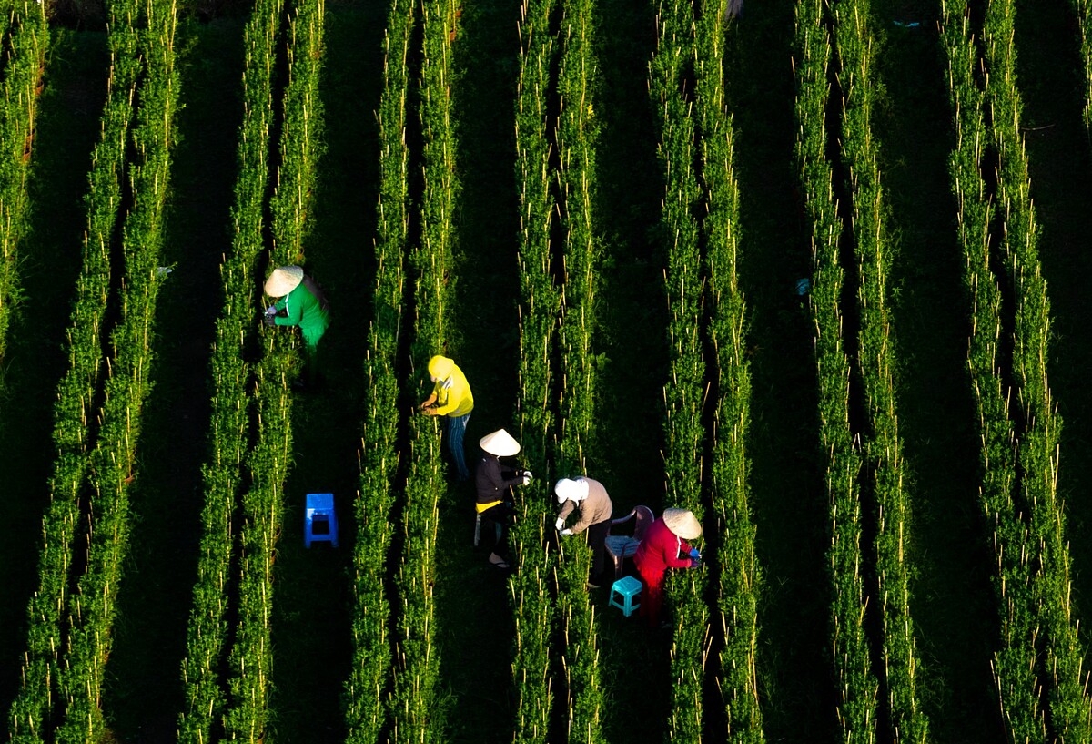 HTX là mô hình phù hợp hỗ trợ người dân đến gần hơn với doanh nghiệp.