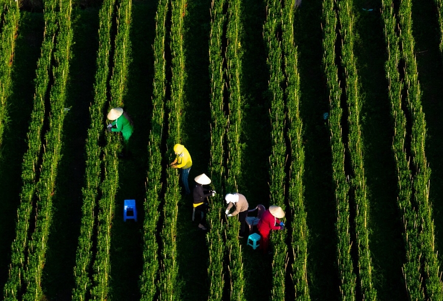 HTX là mô hình phù hợp hỗ trợ người dân đến gần hơn với doanh nghiệp.
