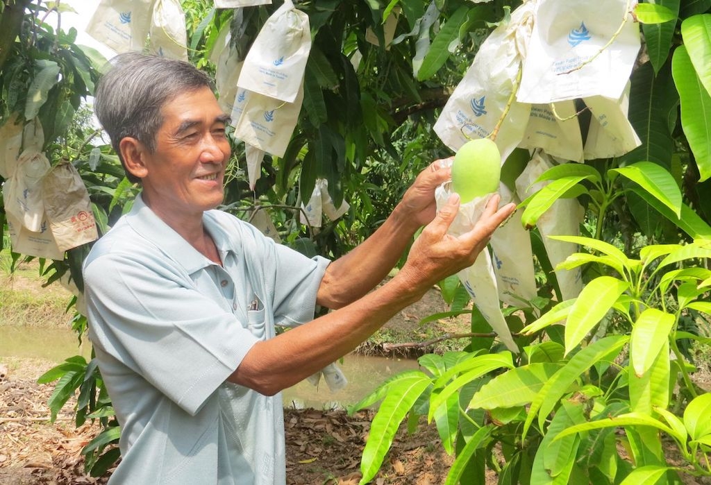 Nông dân xã Vĩnh Xương phấn khởi từ việc chuyển đổi đất trồng lúa kém hiệu quả sang trồng cây xoài mang lại hiệu quả kinh tế cao.