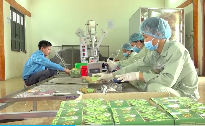 HTX Thảo Mộc Việt đã giải quyết việc làm, góp phần xóa đói giảm nghèo cho người dân địa phương.