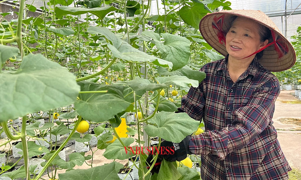Một thành viên đang chăm sóc vườn dưa vàng tại HTX Nông nghiệp công nghệ cao Đức Phát.
