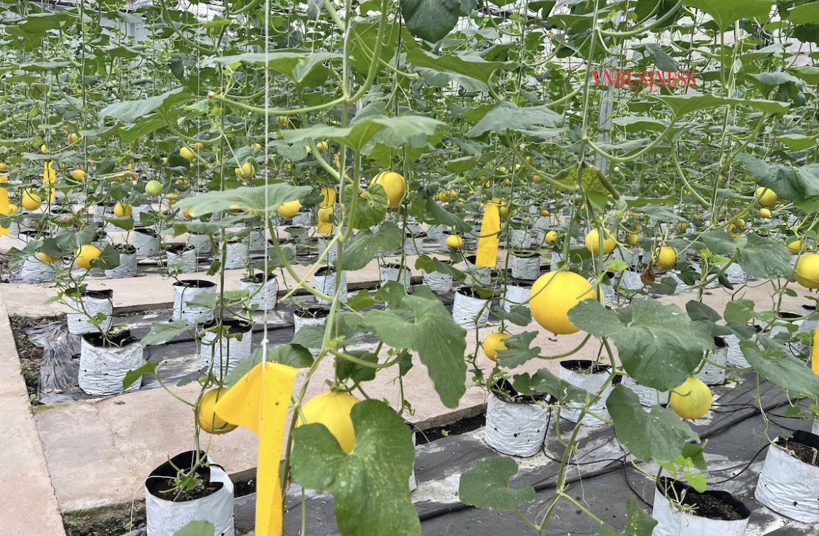 HTX đẩy mạnh việc trồng các giống rau trái vụ.